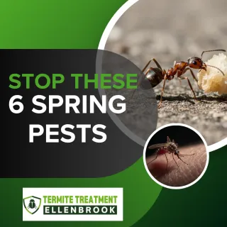 Spring in Perth: 6 Pesky Invaders and How to Stop Them
