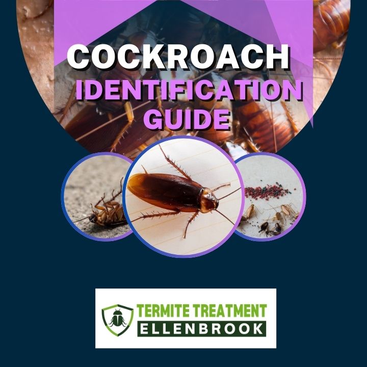 Identifying Types of Cockroaches