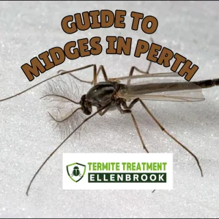 The Fascinating Guide to Midges in Perth