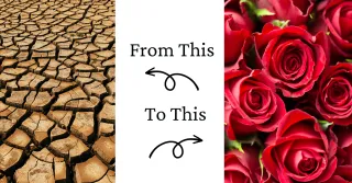From Barren to Blooming: How to Cultivate Your Heart Garden and Flourish in God's Love