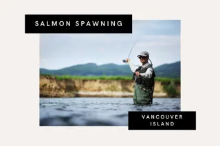 Vancouver Island Salmon Spawning