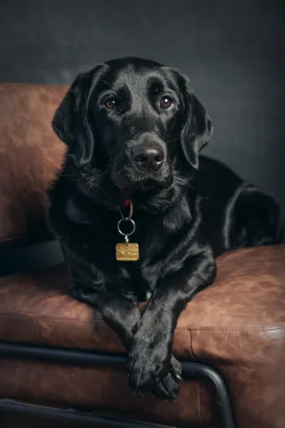 How to Get the Perfect Pet Portrait (Even If Your Pet Won’t Sit Still!)