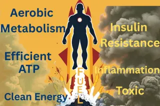 How the Body Manages Fuel: Insulin Resistance, Glucose, Lactate, and the Gut Microbiome