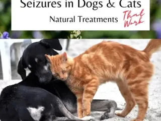 Natural Seizure Solutions for Dogs & Cats