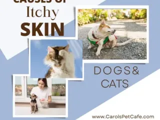 Itchy Skin Solutions for Dogs & Cats
