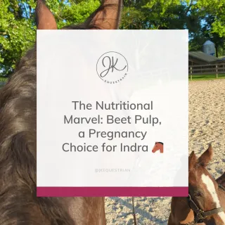 The Nutritional Marvel: Beet Pulp, a Pregnancy Choice for Indra 🐴