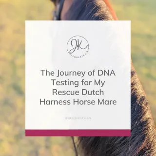 The Journey of DNA Testing for My Rescue Dutch Harness Horse Mare
