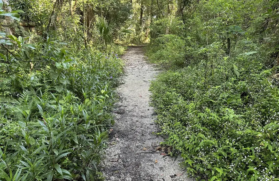 🌲Hidden Gem Alert: Why Camp Tomahawk Park Is Your Next Go-To Spot in Jacksonville