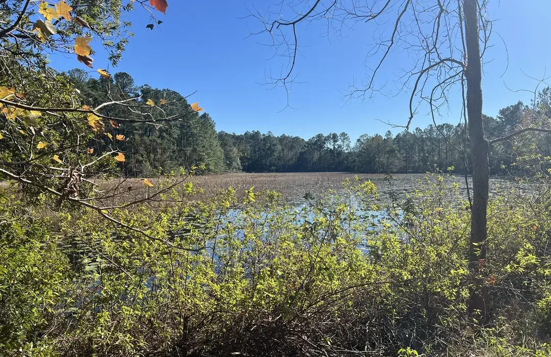 🌴Why Palmetto Leaves Regional Park Is Jacksonville’s Best-Kept Outdoor Secret