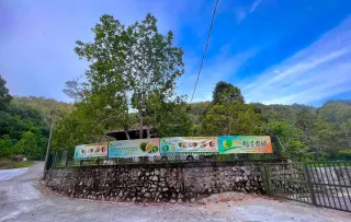 H Durian Farm Updates