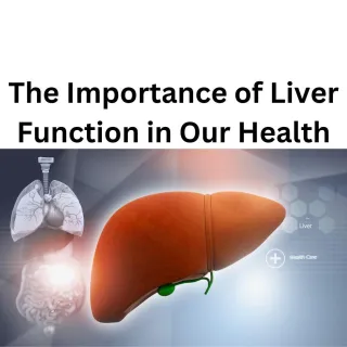 The Importance of Liver Function in Hormone Balance, Metabolism, and Overall, Health