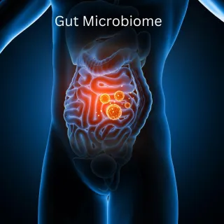 The Role of Sugar in Altering the Gut Microbiome