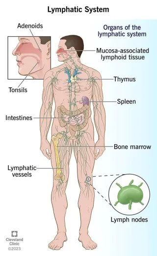Your Lymphatic Reset
