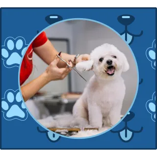 The Benefits of Regular Grooming: More Than Just a Pretty Pooch