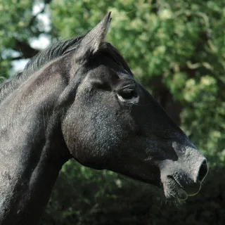 Don't Go! Helping Horses With Separation Anxiety