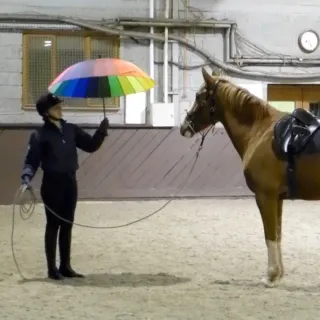 Why groundwork is essential to building your riding confidence