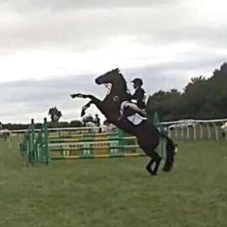 My Horse Won’t Go Forward – Understanding and Solving Napping