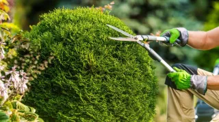 The Importance of Tree Removal
