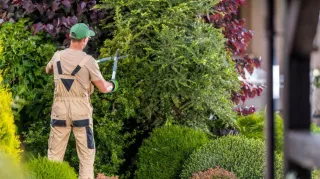 A Complete Guide to Pruning and Trimming Trees
