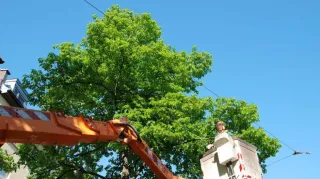 The Right Way to Do Tree Removal