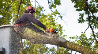 Signs of a Dying Tree You Shouldn’t Ignore