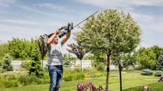 Why tree maintenance is important?