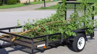 Common Services & Benefits of a Tree Service Company