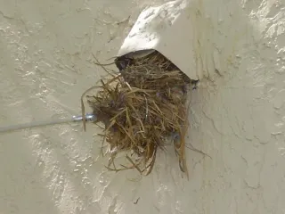 What to Do About Birds in Dryer Vents