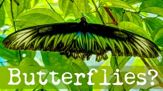From Wanting to Creating: The Human Butterfly Effect