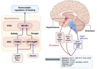 Peptides & Cravings: How They Help You Say No Without Feeling Deprived