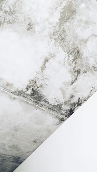 Comprehensive Mold Testing and Inspection Services in Tampa Bay