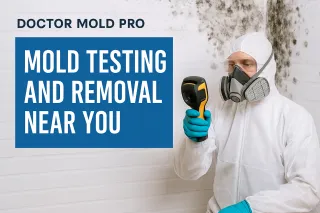 What to Do If Mold Is Found During a Home Inspection | Tampa Mold Guide