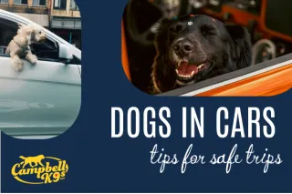 Dogs in Cars: A Pet Parent's Guide to Safe Travel (Beyond the Wind in Their Fur)