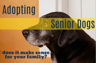 Why Adopting a Senior Dog Could Be the Best Decision You Make
