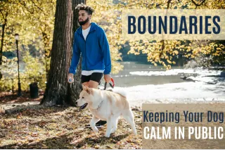 Stop Chaotic Outings! Train Your Dog to Be Calm in Public