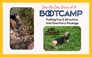 From Leash to Freedom: Maverick's 5-Day Off-Leash Bootcamp Journey