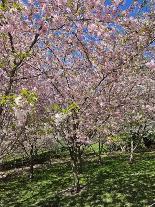 Writer Island Visits the Buffalo Cherry Blossom Festival 