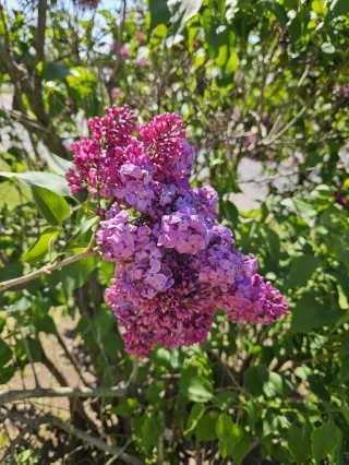 Katelin Reviews Rocester Lilac Festival 2025 