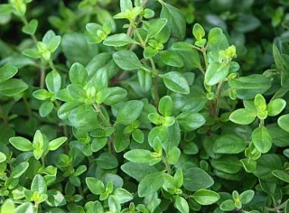 Thyme to Write