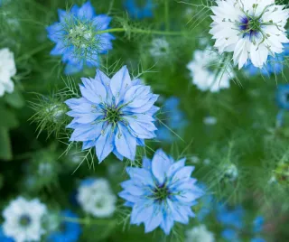 Pour un système immunitaire en pleine forme