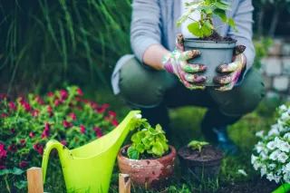 Creating a Pest-Free Garden: Tips and Tricks for Vancouver Gardeners