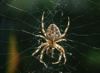 An Exploration of Native Pests of Burnaby: Strategies for Peaceful Coexistence