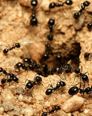 Ant Invasion: Combatting Spring's Unwanted Guests
