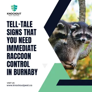 Tell-tale Signs That You Need Immediate Raccoon Control in Burnaby