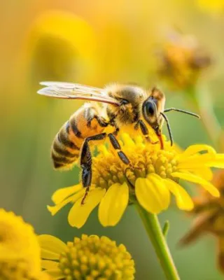 Wasps and Bees: Understanding and Preventing Stings