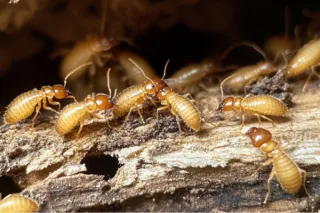 Top Pest Trends and How We Fought Them