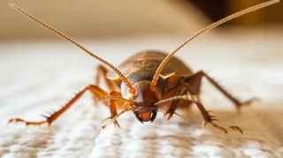 Love Your Home: Valentine's Day Pest Check