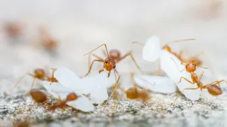 Ant Season Alert – Keeping Unwanted Visitors Out of Your Burnaby Home