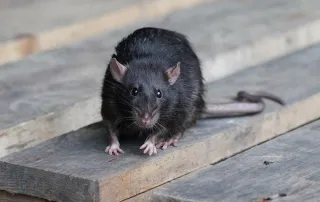 Top Signs When You Need Rodent Control for Your Burnaby Home
