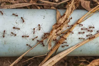 Seasonal Ant Problems? How Burnaby Pest Experts Shut Them Down